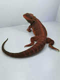 Red monster and hypo zeros Bearded dragons Allen Park