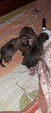 Boxer puppy for sale Karaikkudi
