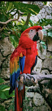 Macaw parrot(scarlet macaw) from San Antonio