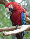 Macaw parrot(scarlet macaw) from San Antonio