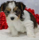 Teacup yorkie puppy ready ti go.. from Norman