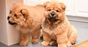 Chow chow puppies for adoption, 500 usd ($) from Augusta
