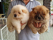 Chow chow puppies for adoption, 500 usd ($) from Augusta
