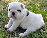 English Bulldog Puppies for sale from Augusta