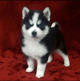 Adorable male and female tecaup Pomsky puppies for re-homing San Jose