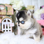 Adorable male and female tecaup Pomsky puppies for re-homing San Jose