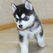 Male and female teacup Pomsky puppies for sale New York City