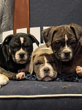 Puppies from Fort Wayne