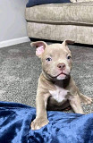 Adorable Pitbull Puppies For Adoption from Florida Ridge