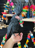 parrots and birds for rehoming Charlottetown