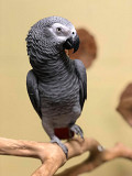GREY parrots for adoption Fredericton