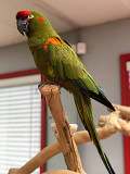 Sweet parrots for adoption Regina
