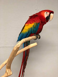 cute parrots and birds for rehoming Victoria