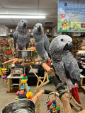 grey parrots and macaws from Whitehorse