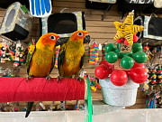 cute birds for rehoming from St. John's