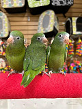 Adorable parrots and birds from Halifax