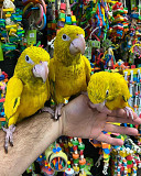 parrots and birds for rehoming from Toronto