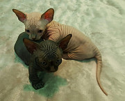 male and female sphynx from Edmonton