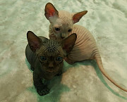 male and female sphynx from Edmonton