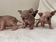 sphynx kittens for rehming from Ottawa