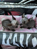 sphynx kittens for adoption from Regina