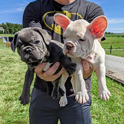 English and french bulldogs for rehoming from Charlottetown
