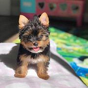 male and female yorkie puppies from Yellowknife