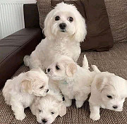 cute maltese puppies for rehoming from Edmonton