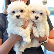 cute maltese puppies for rehoming from Edmonton