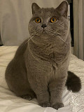 Scottish fold well trained from Lansing