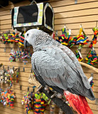 parrots for sale Halifax
