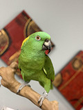 amazon parrots for sale Yellowknife