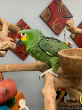 amazon parrots for sale Yellowknife