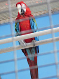hybirds and scarlet parrots Toronto