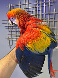 hybirds and scarlet parrots Toronto