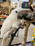 cocokatoo parrots for sale Charlottetown