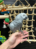 grey and macaw parrots for sale Denver