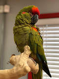 Adorable parrots for sale Phoenix