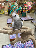 cocoktails birds for sale Auckland