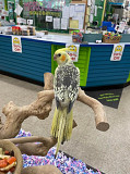 cocoktails birds for sale Auckland