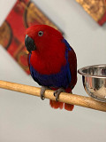 sweet parrots for sale Gaillimh