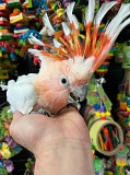 cute parrots for sale Zabbar
