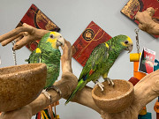 cute parrots for sale Zabbar