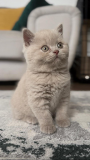 Are you looking for cat and kittens from Phoenix