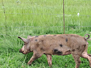 Kunekune pigs available East Lansing