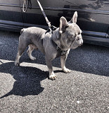 Healthy and Adorable French Bulldog from Olympia