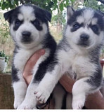 Available male and female husky puppies for adoption Ottawa