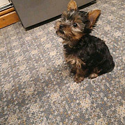 Yorkie puppies available from Brant