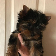 Yorkie Puppies available. from Ottawa