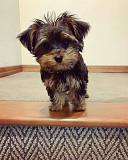 Yorkie Puppies available. from Toronto